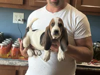 AKC Registered Female #2 look, a female Basset Hound for sale in Macy, IN – 1 of 1
