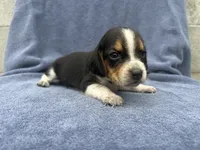 Female #4, a female Beagle for sale in Macy, IN – 2 of 2