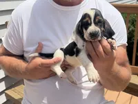 AKC Registered Female #2, a female Basset Hound for sale in Macy, IN – 2 of 2