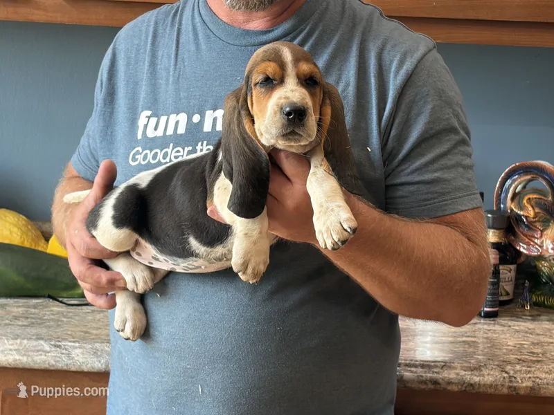 AKC Registered Female #1 – Basset Hound puppy for sale in Macy, IN