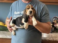 AKC Registered Female #1, a female Basset Hound for sale in Macy, IN – 1 of 1