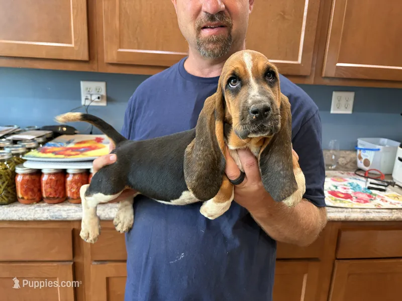 AKC Registered Female #1 – Basset Hound puppy for sale in Macy, IN