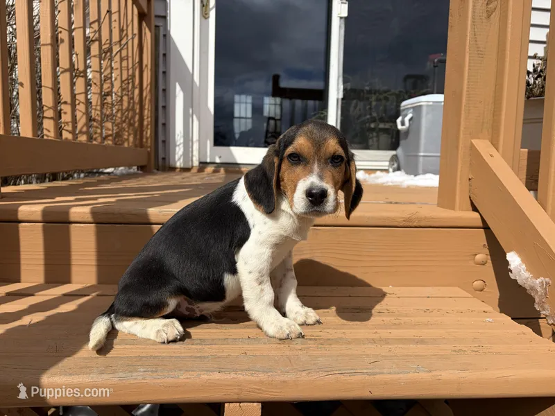 Male#1 – Beagle puppy for sale in Macy, IN