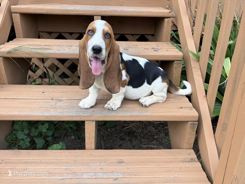 AKC Registered Female #2 look – Basset Hound puppy for sale in Macy, IN