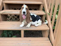 AKC Registered Female #2 picture from past, a female Basset Hound for sale in Macy, IN – 1 of 2
