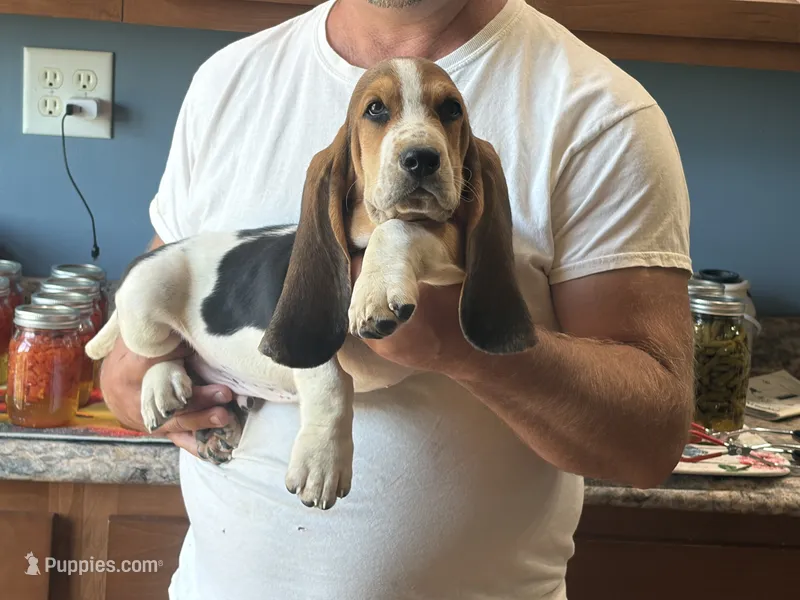 AKC Female #3 Basset Hound  – Basset Hound puppy for sale in Macy, IN