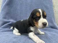 Sold Male #1, a male Beagle for sale in Macy, IN – 2 of 2