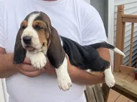 AKC Registered Male #2, a male Basset Hound for sale in Macy, IN – 2 of 4