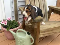 AKC Registered Male #2, a male Basset Hound for sale in Macy, IN – 3 of 4