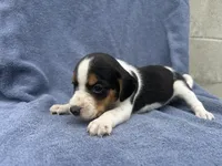 Female #2, a female Beagle for sale in Macy, IN – 2 of 2