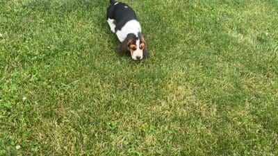 AKC Registered Male #2, a male Basset Hound for sale in Macy, IN – 4 of 4