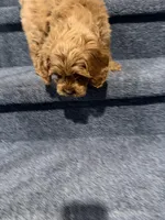 Mac, a male Cavapoo for sale in Chicago, IL – Photo 2 of 10