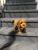 Mac, a male Cavapoo for sale in Chicago, IL – Photo 4 of 10