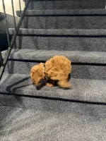 Mac, a male Cavapoo for sale in Chicago, IL – Photo 6 of 10