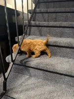 Mac, a male Cavapoo for sale in Chicago, IL – Photo 7 of 10