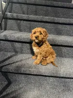 Mac, a male Cavapoo for sale in Chicago, IL – Photo 9 of 10