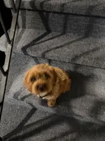 Mac, a male Cavapoo for sale in Chicago, IL – Photo 3 of 10