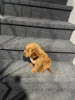Mac, a male Cavapoo for sale in Chicago, IL – Photo 10 of 10