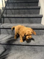 Mac, a male Cavapoo for sale in Chicago, IL – Photo 5 of 10