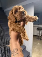 Mac, a male Cavapoo for sale in Chicago, IL – Photo 1 of 10