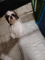 Zoey , a female Shih Tzu for sale in York, PA – Photo 4 of 7