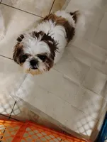 Zoey , a female Shih Tzu for sale in York, PA – Photo 5 of 7