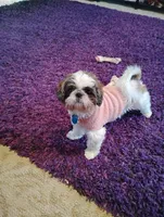 Zoey , a female Shih Tzu for sale in York, PA – Photo 7 of 7