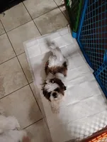 Zoey , a female Shih Tzu for sale in York, PA – Photo 3 of 7