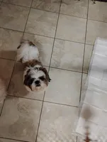 Zoey , a female Shih Tzu for sale in York, PA – Photo 1 of 7