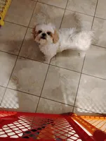 Chloe, a female Shih Tzu for sale in York, PA – Photo 2 of 7