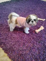 Chloe, a female Shih Tzu for sale in York, PA – Photo 5 of 7