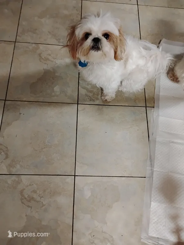 Chloe – Shih Tzu puppy for sale in York, PA