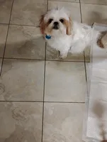 Chloe, a female Shih Tzu for sale in York, PA – Photo 1 of 7