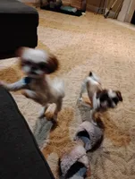 Chloe, a female Shih Tzu for sale in York, PA – Photo 6 of 7