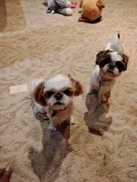 Chloe, a female Shih Tzu for sale in York, PA – Photo 7 of 7