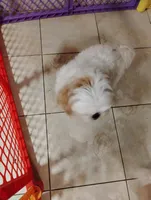 Chloe, a female Shih Tzu for sale in York, PA – Photo 3 of 7