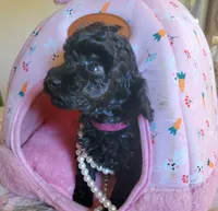 Gracie, a female Poodle - Toy  for sale in Jacksonville, FL – 3 of 6
