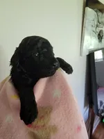Gracie, a female Poodle - Toy  for sale in Jacksonville, FL – 4 of 5