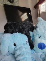 Luigi, a male Poodle - Toy  for sale in Jacksonville, FL – 2 of 4