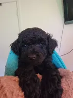 Luigi, a male Poodle - Toy  for sale in Jacksonville, FL – 5 of 7
