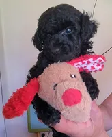 Luigi, a male Poodle - Toy  for sale in Jacksonville, FL – 2 of 7