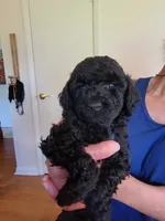 Luigi, a male Poodle - Toy  for sale in Jacksonville, FL – 3 of 7