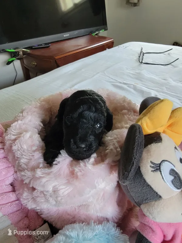 Gracie – Poodle - Toy  puppy for sale in Jacksonville, FL
