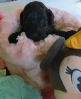 Gracie, a female Poodle - Toy  for sale in Jacksonville, FL – 5 of 5