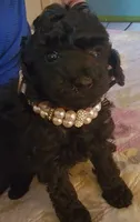 Gracie, a female Poodle - Toy  for sale in Jacksonville, FL – 4 of 6