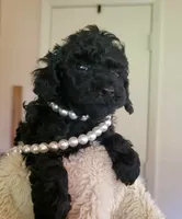Gracie, a female Poodle - Toy  for sale in Jacksonville, FL – 2 of 6
