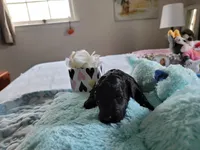 Luigi, a male Poodle - Toy  for sale in Jacksonville, FL – 3 of 4