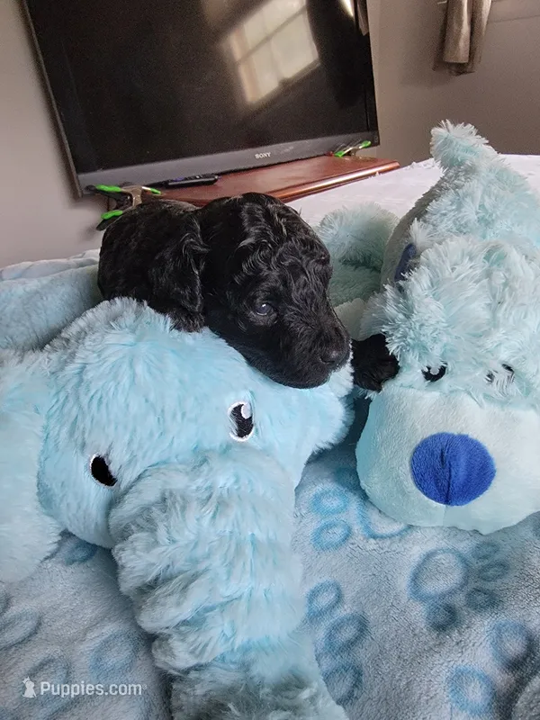 Luigi – Poodle - Toy  puppy for sale in Jacksonville, FL