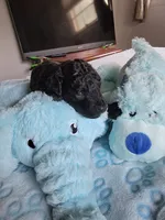 Luigi, a male Poodle - Toy  for sale in Jacksonville, FL – 1 of 4