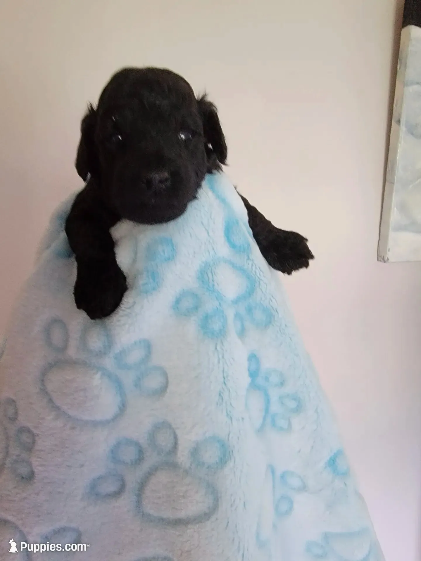 Luigi, a male Poodle - Toy  for sale in Jacksonville, FL – 4 of 4